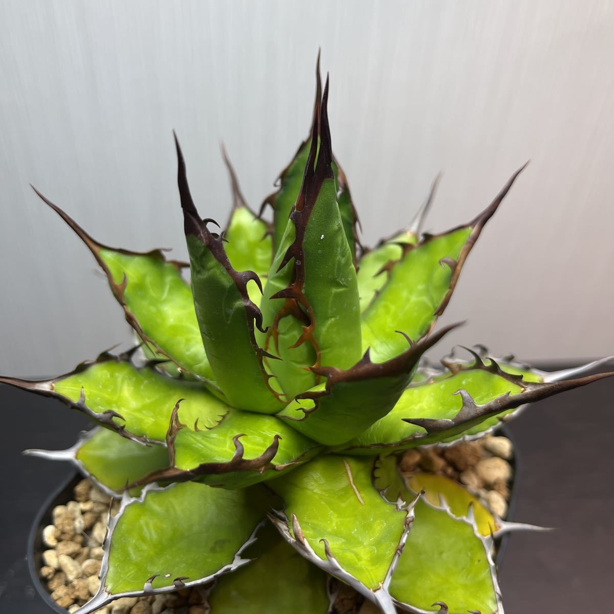 アガベ】オアハカ ライムグリーン 強刺 【公式通販】