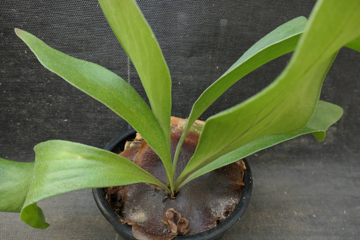 胞子] （◎＿◎；）☆ hillii 'Dragon' 胞子蒔きから