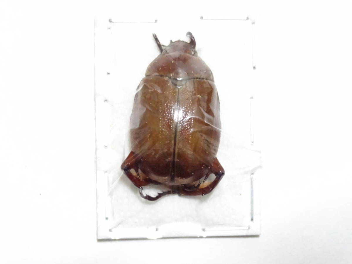コガネムシ 標本 箱 昆虫標本 コガネムシ標本 ドイツ箱4箱 T-WOOD