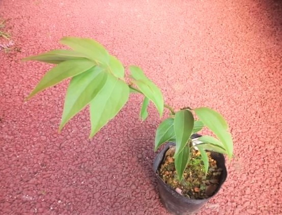 カラキ（沖縄シナモン）苗 植物 オキナワニッケイ 香り 花卉園芸