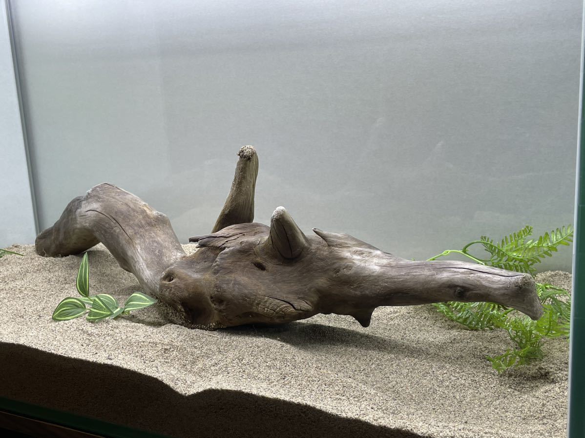 MRW-5027 特大赤系天然流木 67cmアーチ流木 アクアリウム はやい