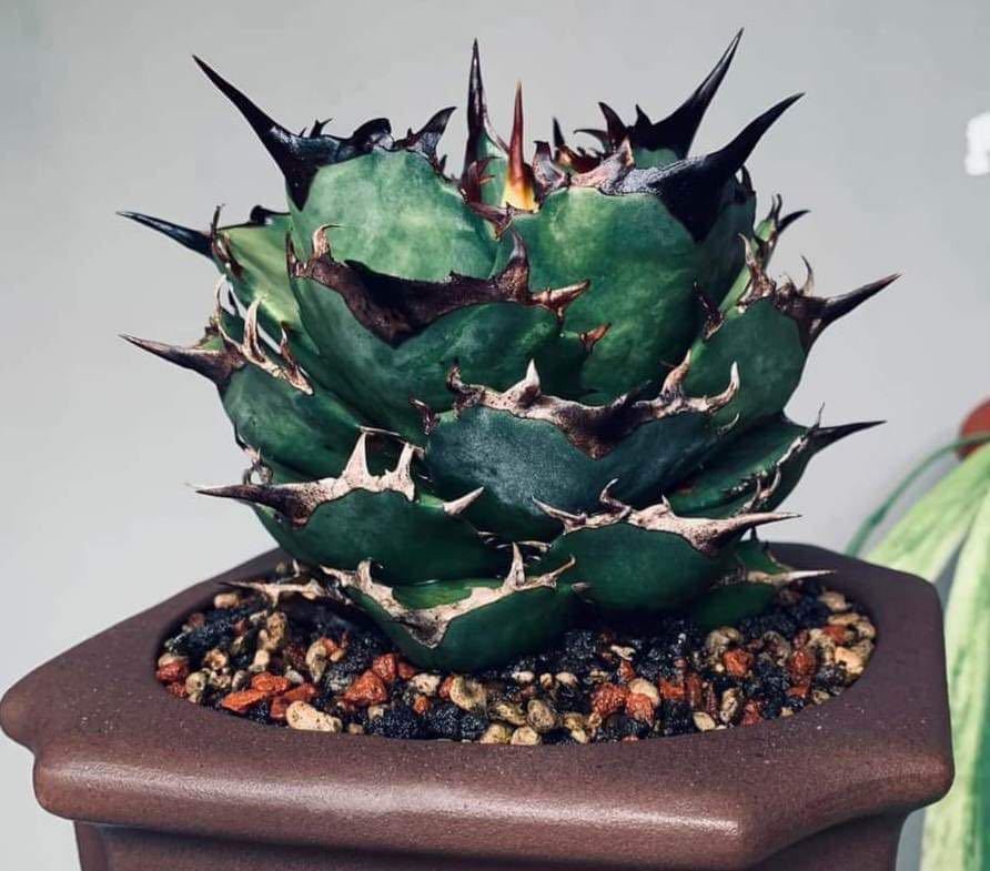 P4192】【超希少 チタノタ】 アガベ チタノタ 『 阿修羅 』 Agave