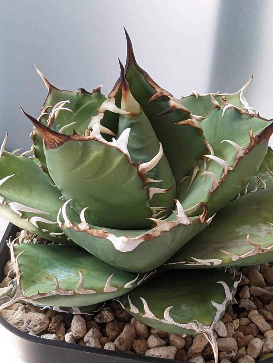 3発根済 アガベ チタノタ FO-076 Agave titanota 強棘 FO-076 オテロイ