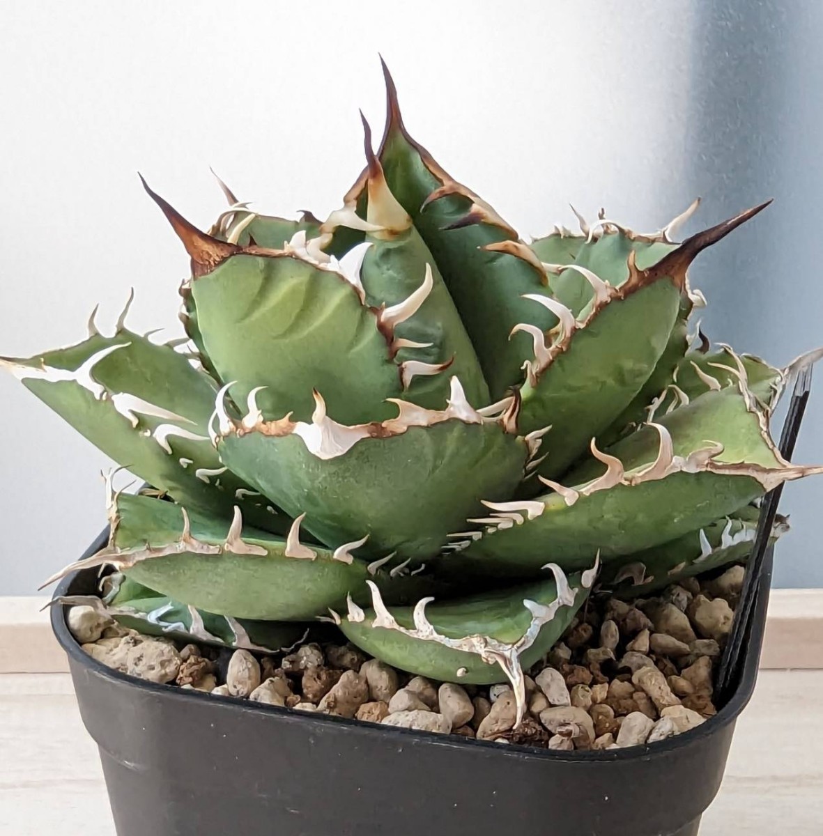 3発根済 アガベ チタノタ FO-076 Agave titanota 強棘 FO-076 オテロイ
