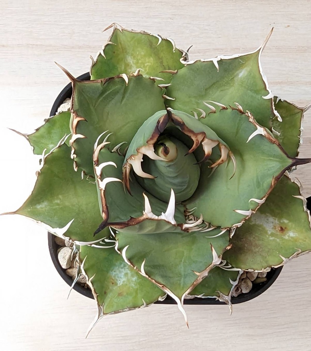 3発根済 アガベ チタノタ FO-076 Agave titanota 強棘 FO-076 オテロイ