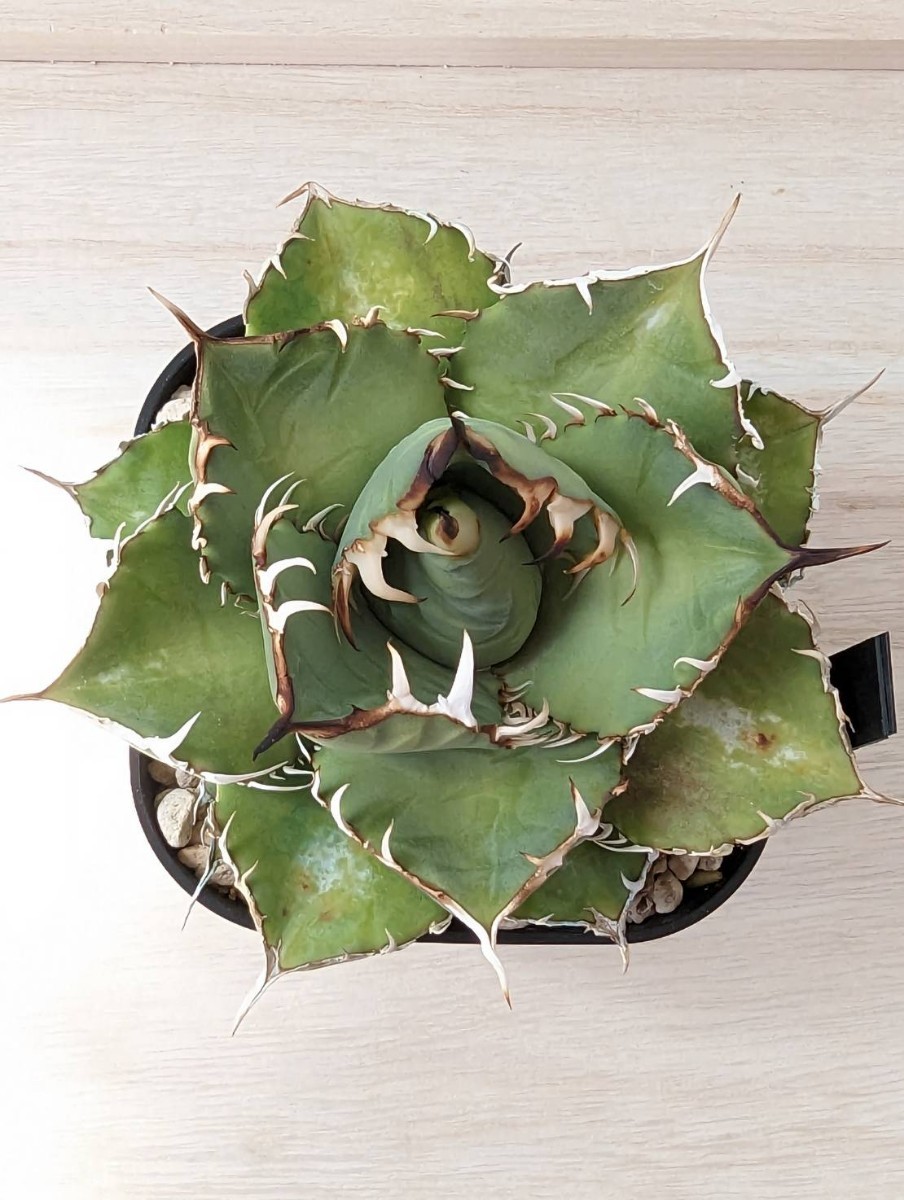3発根済 アガベ チタノタ FO-076 Agave titanota 強棘 FO-076 オテロイ