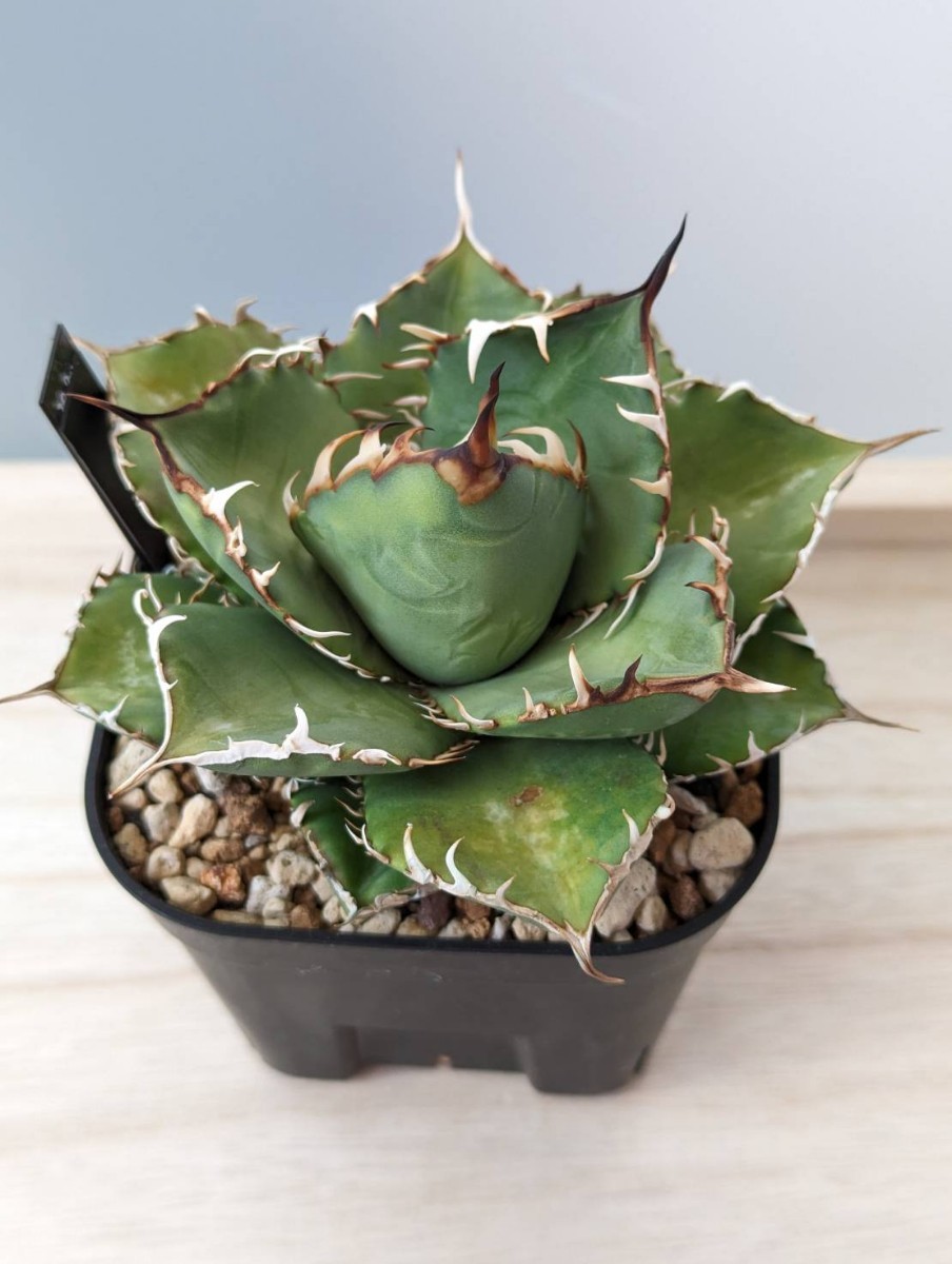 3発根済 アガベ チタノタ FO-076 Agave titanota 強棘 FO-076 オテロイ