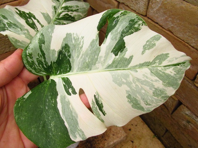 本舗】モンステラ ボルシギアナ 極麗白斑 (Monstera deliciosa var