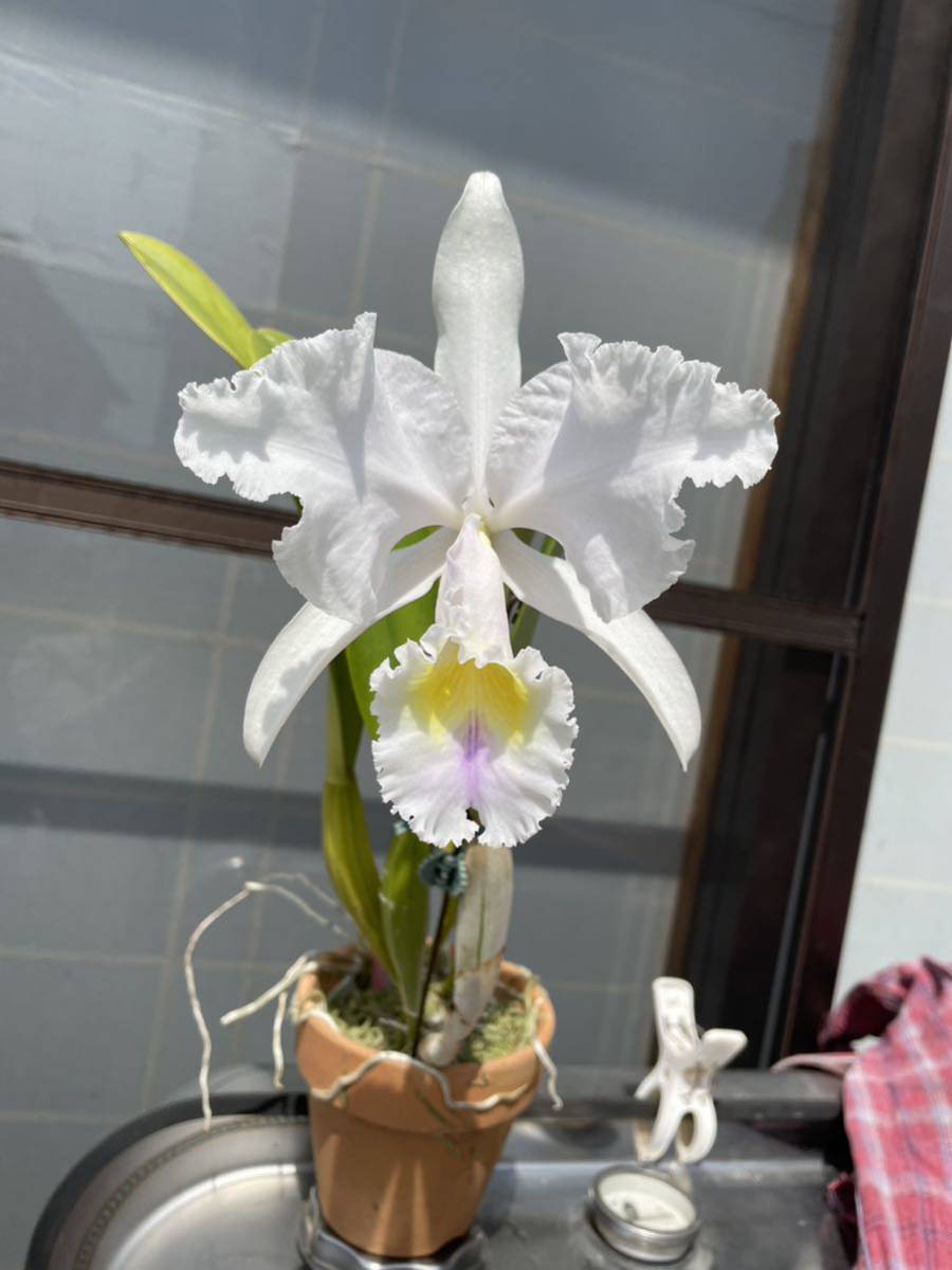 洋蘭 原種 花付きカトレア、C.trianae f'ma S/Aトリアネ、セミアルバ