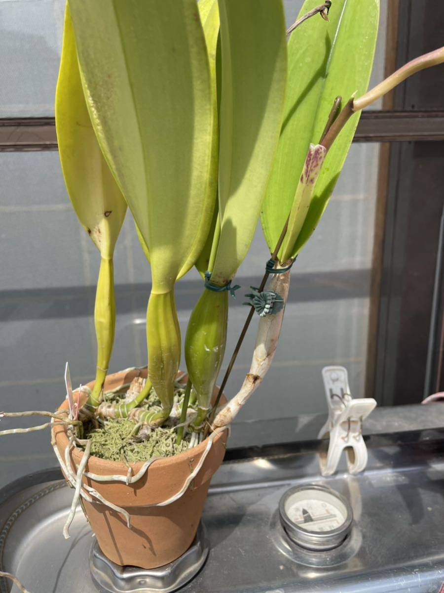 C出品 洋蘭 原種 花付きカトレア、C.trianae f'ma S/Aトリアネ、セミアルバ