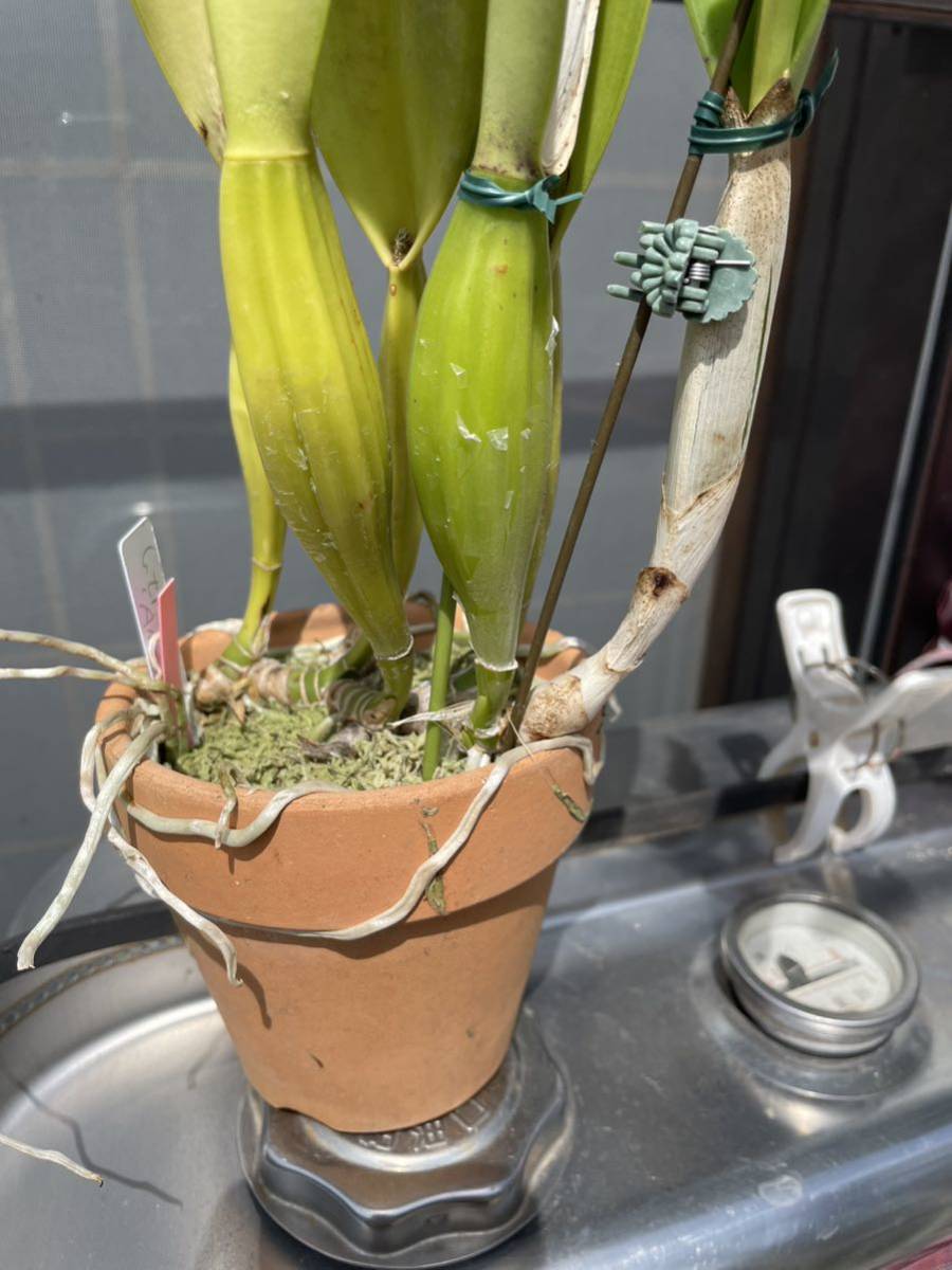 C出品 洋蘭 原種 花付きカトレア、C.trianae f'ma S/Aトリアネ、セミアルバ