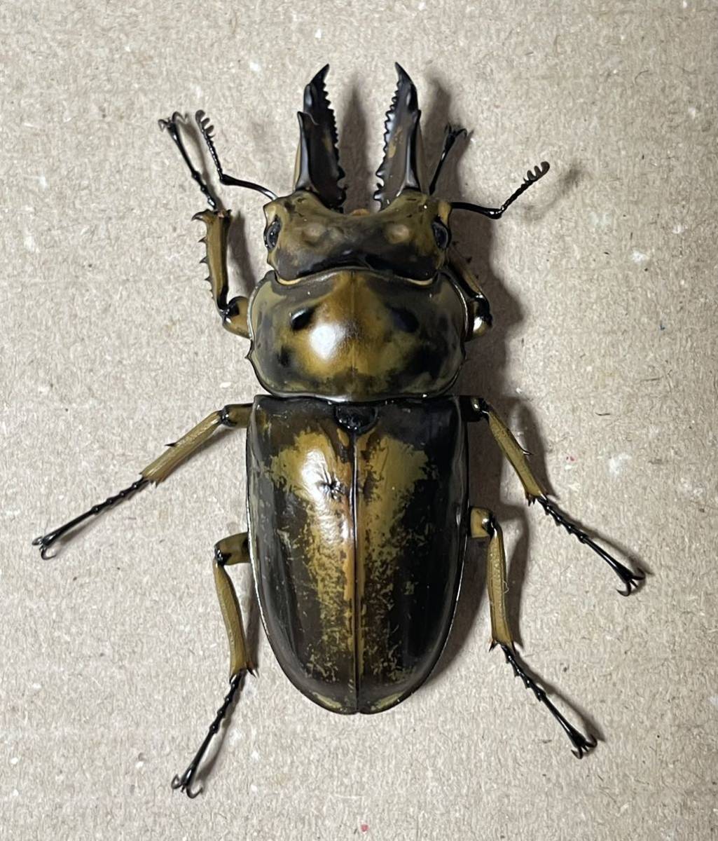 ババオウゴンオニクワガタペア♂59.5ミリ×♀44ミリ(大型血統)4/9日曜日発送限定です