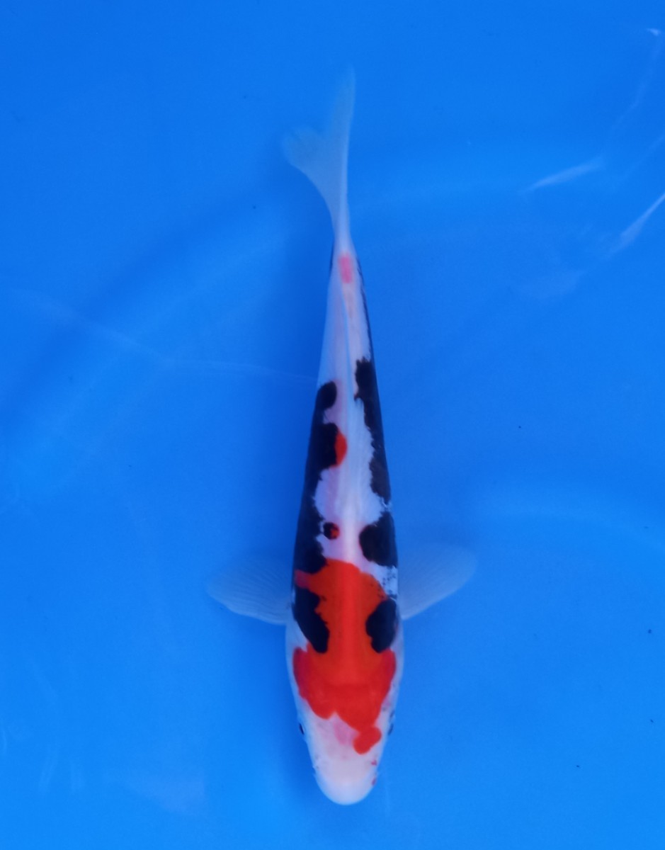 ☆錦鯉小海☆　　　　　　　　　　!！キワ、質最高!！　　　　　　　　　　4-016　紅九紋竜　　　　　　　当才　20㎝