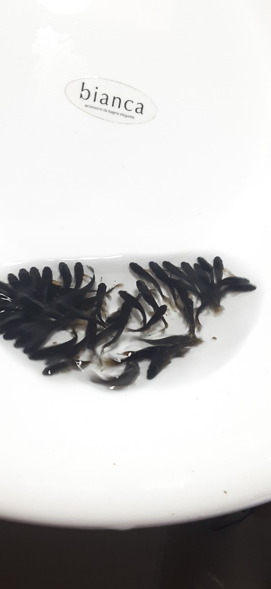数量限定HOT 黒蜂 メダカ めだか ヒレ長(めだか)｜売買された 