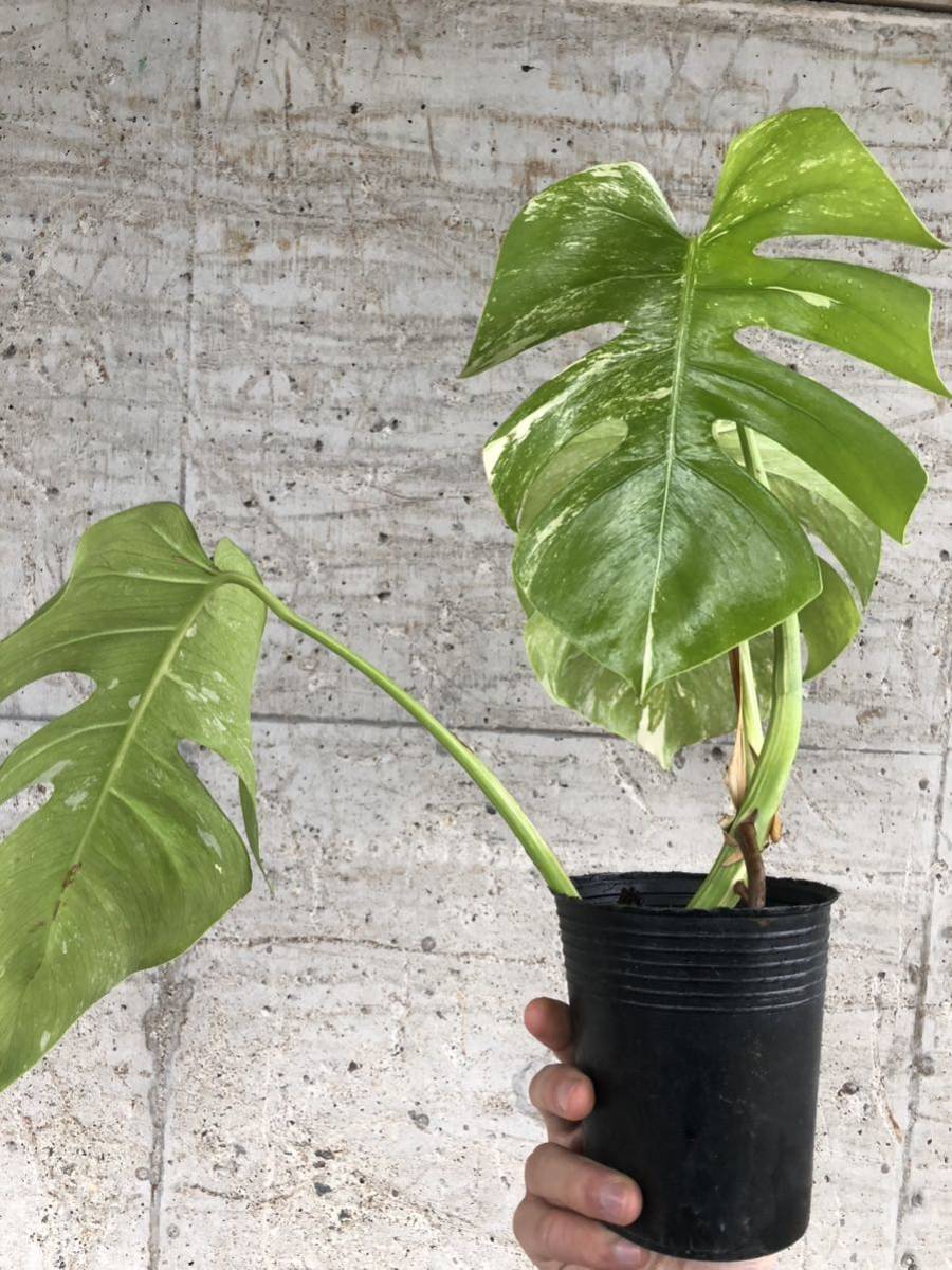 希少斑入り モンステラ・ボルシギアナ・ミント 現物出品 大株 美斑