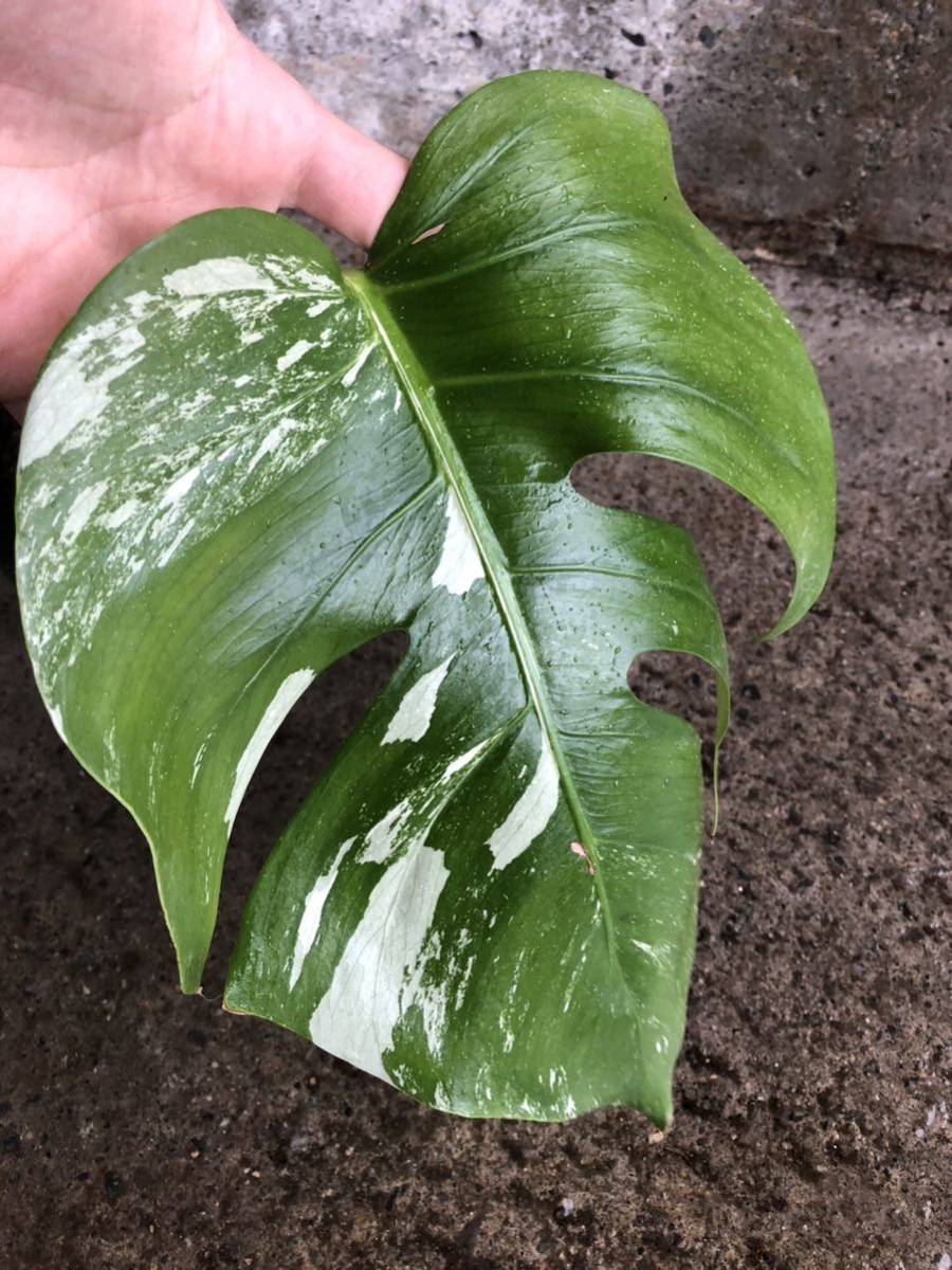 希少斑入り モンステラ・ボルシギアナ・ミント 現物出品 大株 美斑