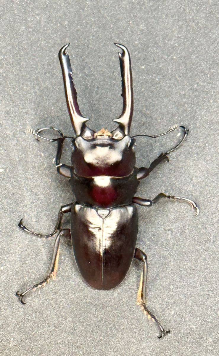 ゲルツルードノコギリ　57ミリ成虫ペア　ガートルードノコギリ　土日発送限定