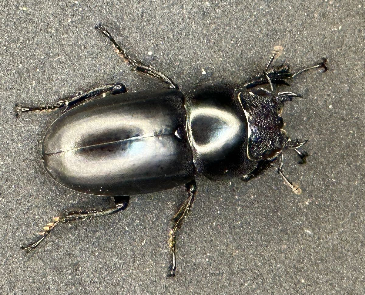 ゲルツルードノコギリ　57ミリ成虫ペア　ガートルードノコギリ　土日発送限定