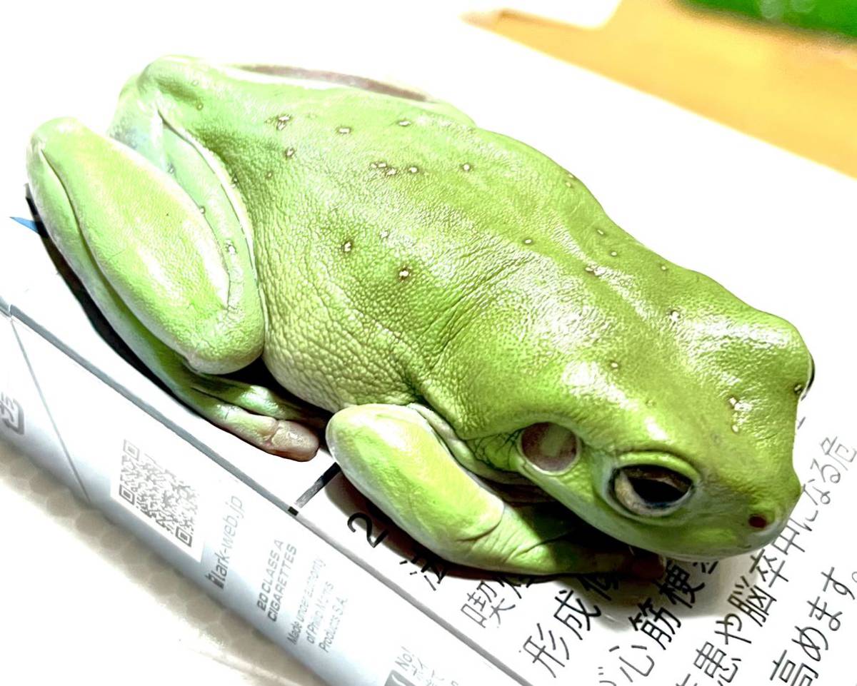 チャコガエル ボリビア産 ② 新入荷 チャコガエル ボリビア産だから 