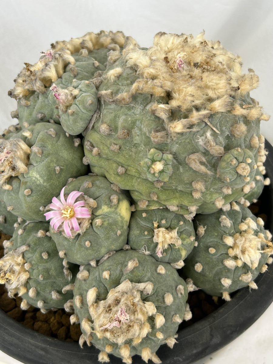 サボテン 48銀冠錦