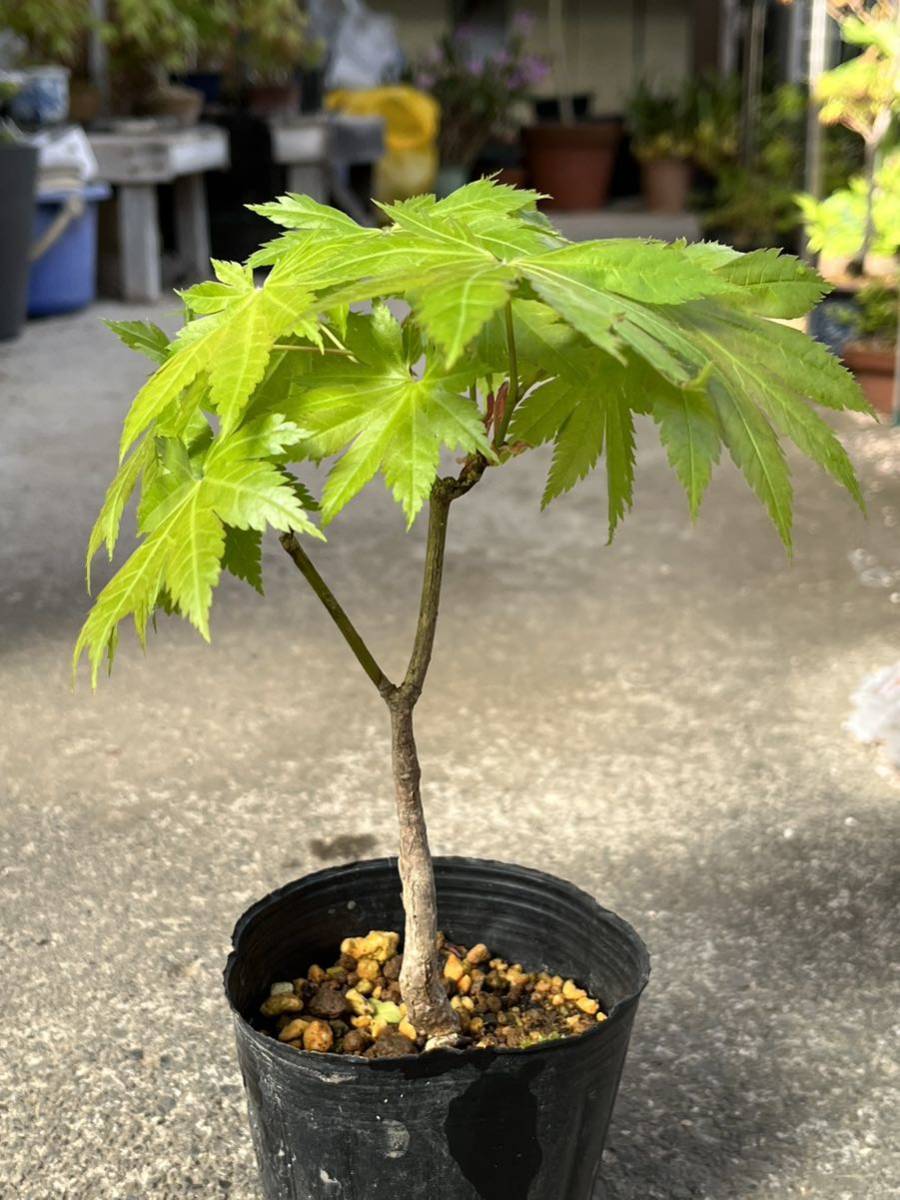 カエデ 楓 盆栽 日本の植物の芸術 盆栽 カエデ 写真素材 4512734 -