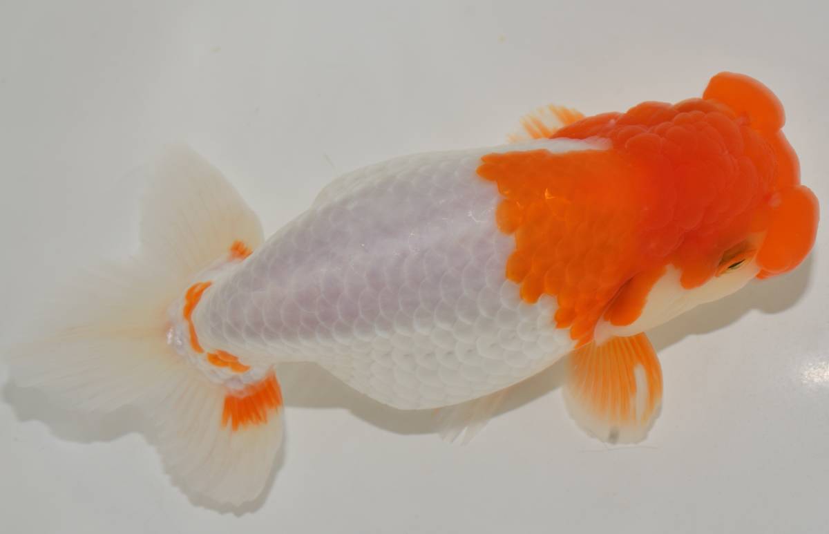 ＜GPらんちゅう＞今季初出し　最強更紗　浜松　杉浦智氏　らんちゅう　二歳　１６ｃｍ　メス　動画　1（1～15）