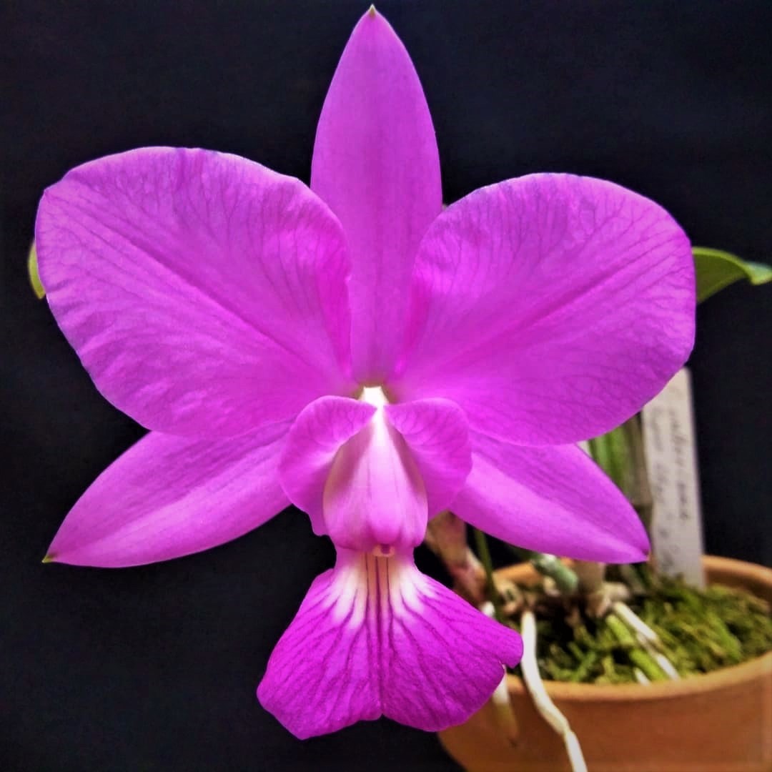 原種 sib walkeriana 洋蘭 × C. カトレア x 洋蘭原種 ◇◇洋蘭