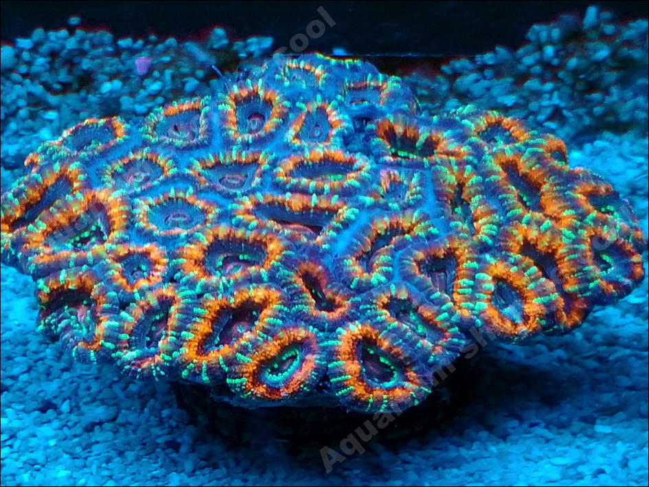 『ビクール』　P３５　カクオオトゲキクメイシ（８ｃｍ前後）