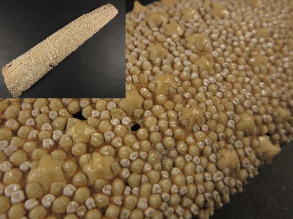 希少 鮫皮 エイ皮 柄巻 星形粒 全長約38.5㎝ 幅最長