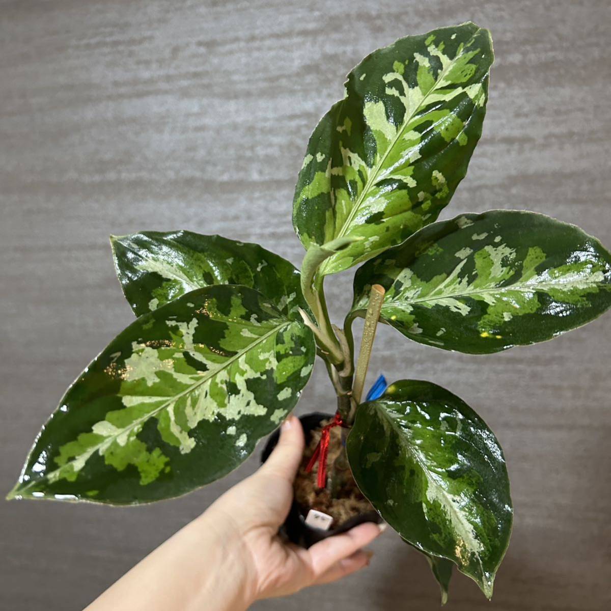 【75】アグラオネマ・ピクタム・トリカラー　ワイルド株　スマトラ島南スマトラ産　Aglaonema Pictum 中山PLANTS