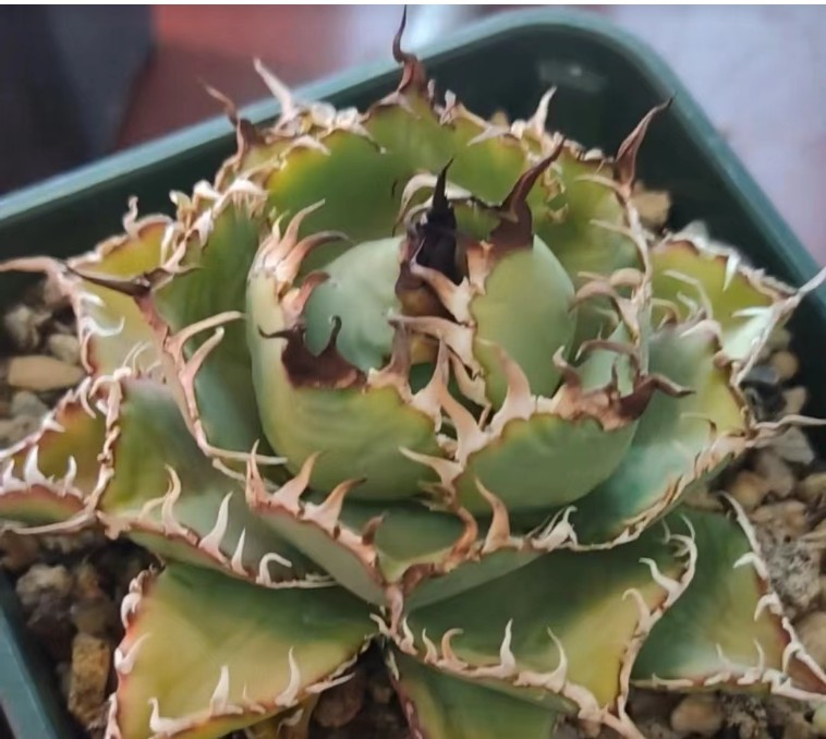 アガベ チタノタ フィリグリー 圓葉拇指レース 小株 矮小包葉型 S296(検 悪魔 赤猫 白犀牛 白火焔 阿修羅 青犀 