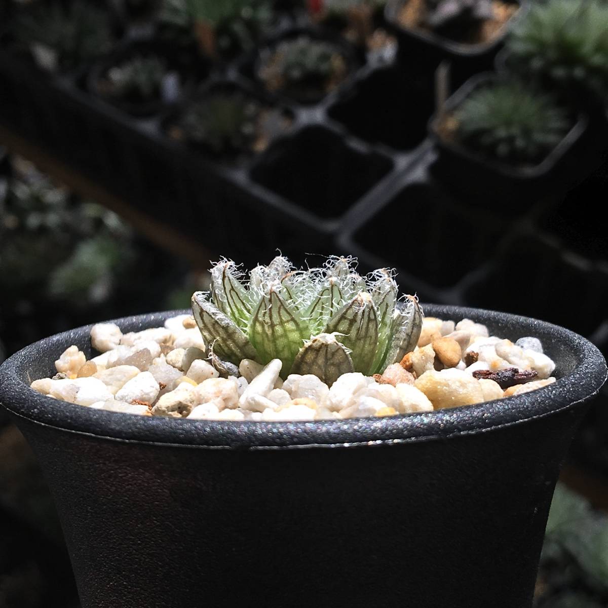 【原種】 ハオルチア ビクトリア H. victoria n.n., JDV93-047, Biesiespoort, S of Victoria West 多肉植物
