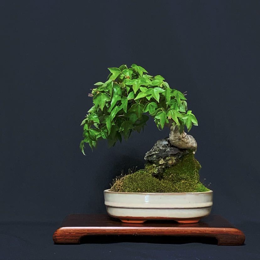 盆栽 小品盆栽 楓 石付き盆栽 苔 盆栽鉢 鉢 石 【公式通販】