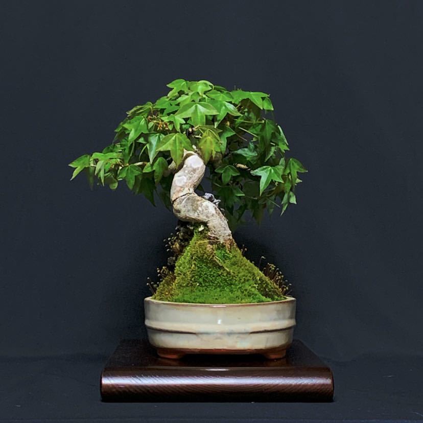 貴風盆栽石付きの楓 ☆楓 ・貴風サイズ石付盆栽☆(