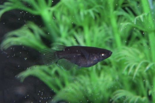 【NIDO】極上種親候補：黒天幻龍ダルマ1ペア+半ダルマ雌1 若魚　　本家直系メダカ　(雄ブルーホワイト、雌ホワイト、雌普通)黑天幻龍めだか