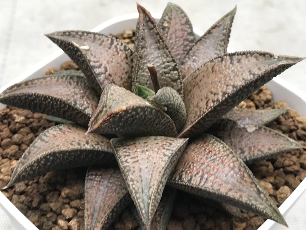 東福寺 小品 盆栽鉢 (1)と(2)の2個セット (A3・A4) 豆鉢 東福寺