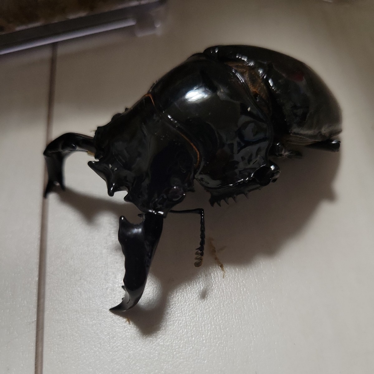 タランドゥスオオツヤクワガタ ♀53.2 ♂81.5， 同腹ペア R⁄Y