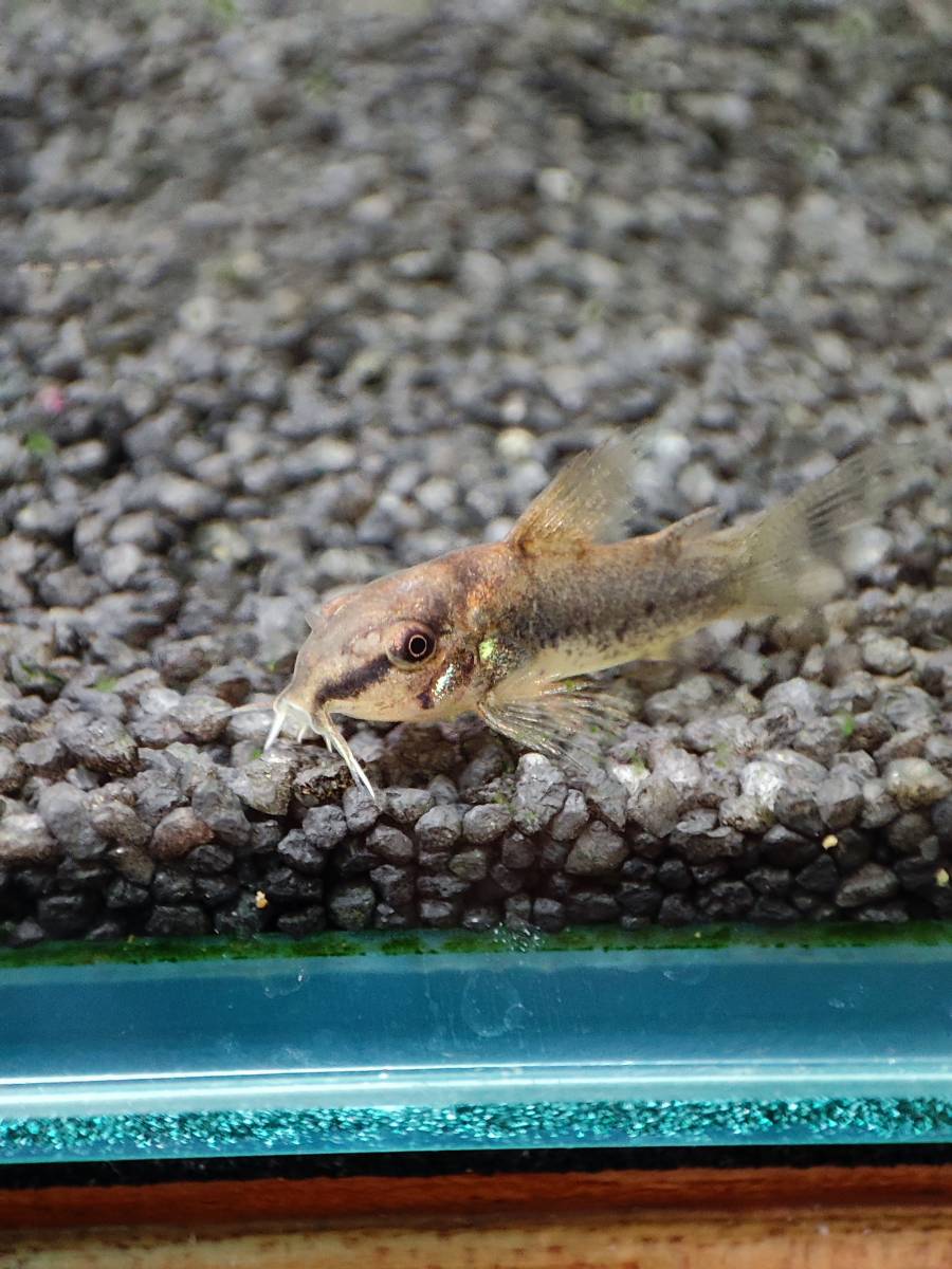 コリドラス イルミネータス ゴールド 10匹セット 発送不可 直接引き取り