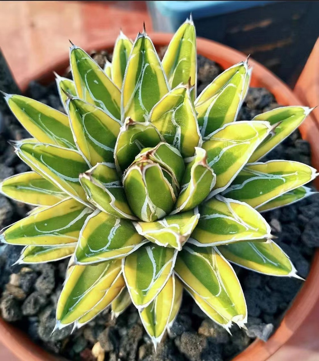 多肉植物：アガベ 笹の雪錦 覆輪*幅28cm 現品！一品限り LJE12 厳選