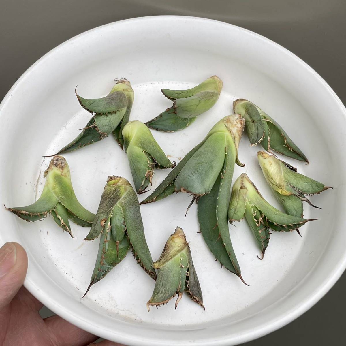 10株セット　アガベ チタノタ　霸王竜　覇王竜　新種 子株 t-rex