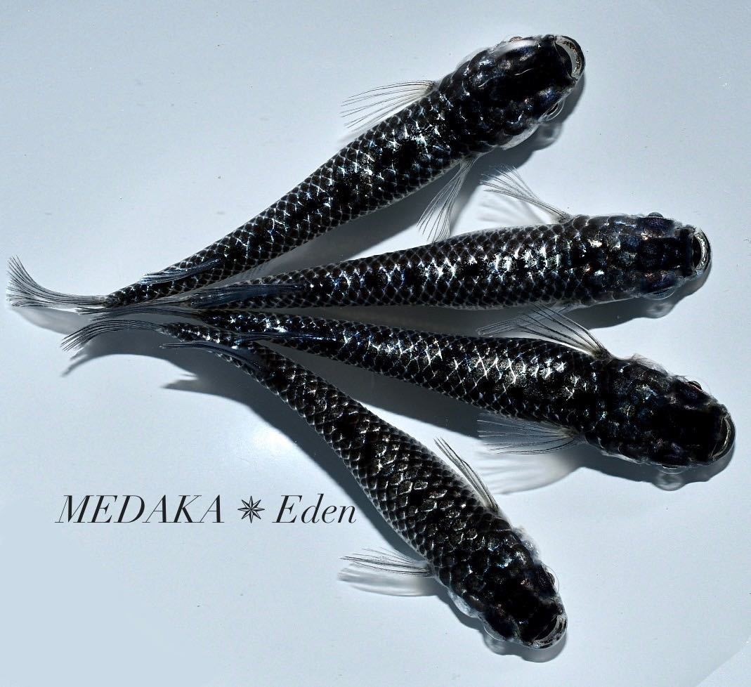 【Eden】現物販売　クラウドグレーダイヤ　雄２匹　雌２匹　Ｗ１【 説明文必読！！】