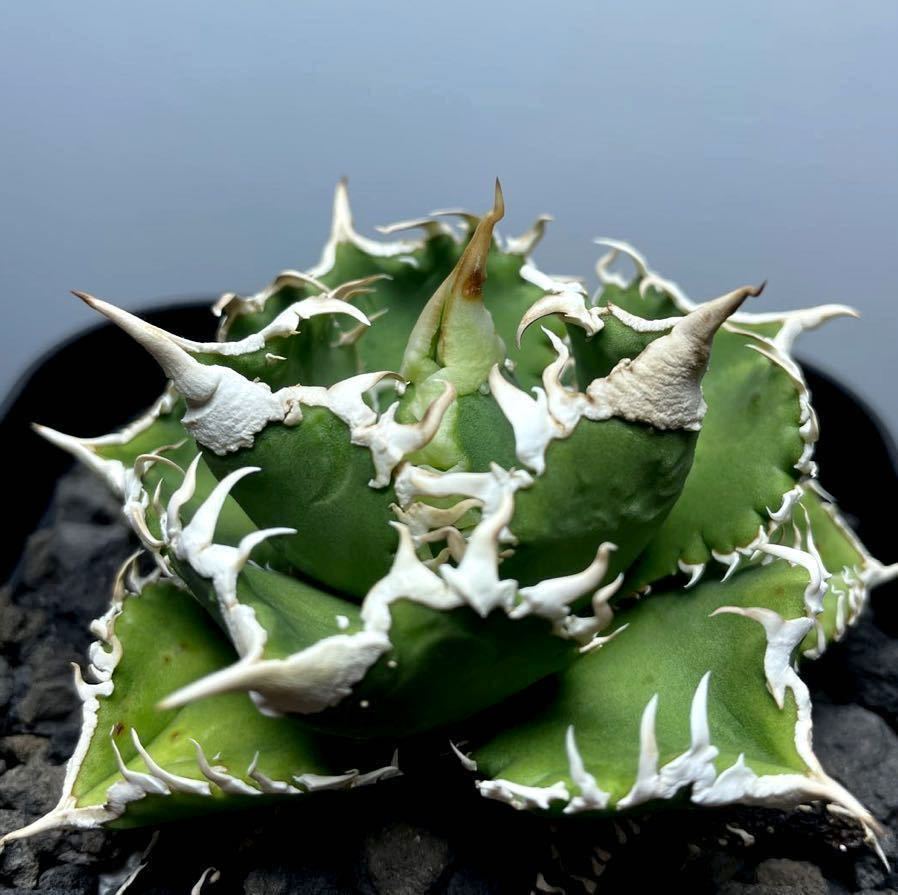 アガベ チタノタ 大白鯊子株 シーザー ハデス agave caesar hades SAD