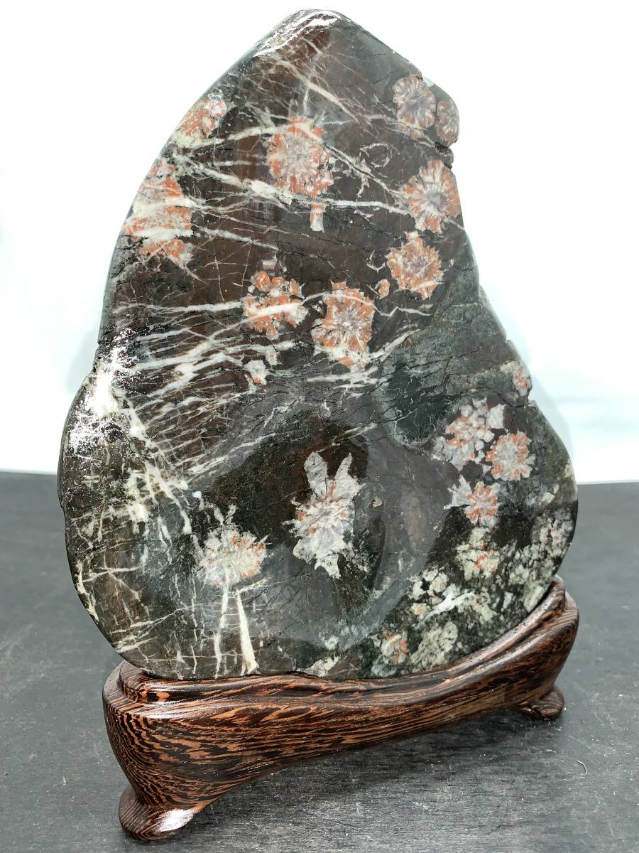 菊花石 水石 - 自然石 - 白、黒、赤の模様 - 木製台座付き 【公式通販】