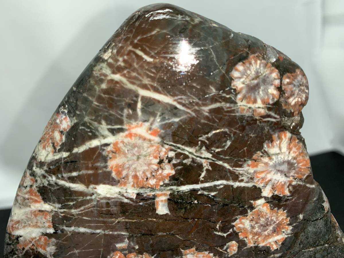 菊花石 水石 - 自然石 - 白、黒、赤の模様 - 木製台座付き 【公式通販】