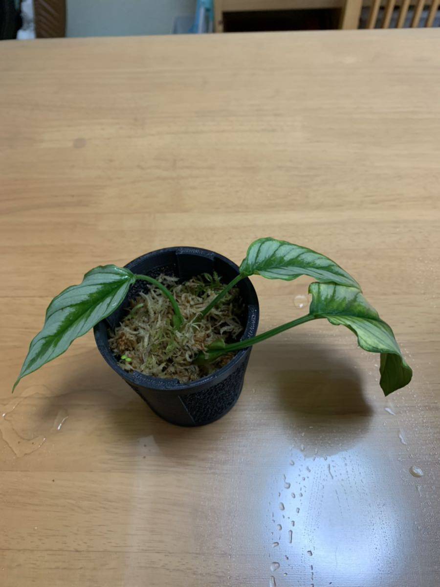 LA便 斑入り Homalomena sp.Riau 【LA224-02z】 LA便 斑入り