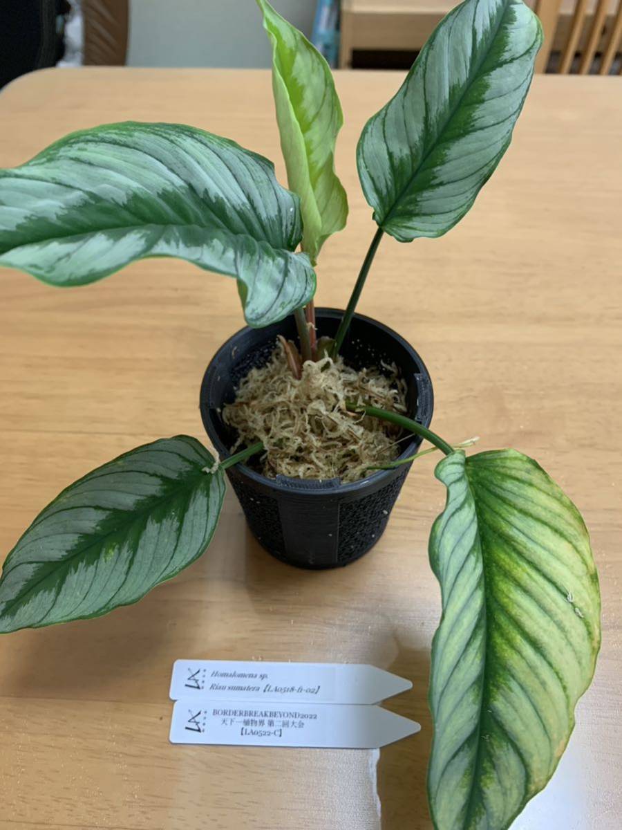 LA便 Homalomena sp. Riau sumatera【LA-0518-f1-02】