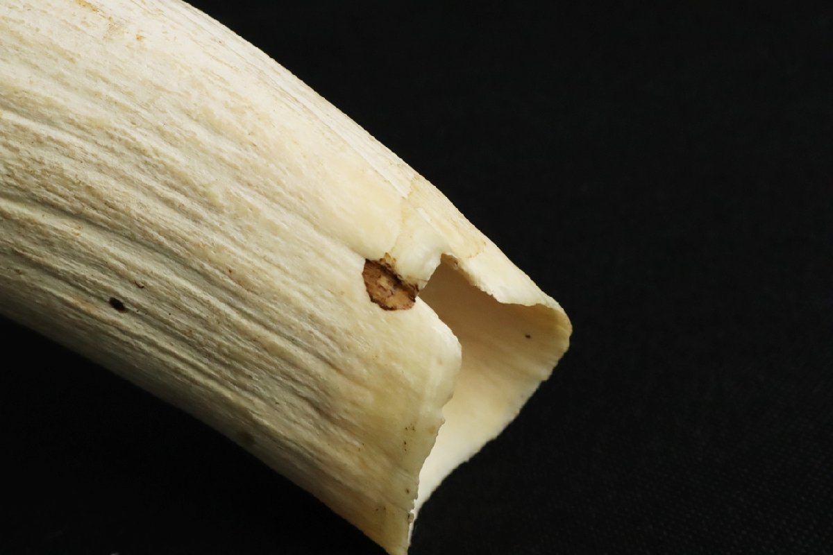 TB526古い鯨の牙 詳細不明 18.2cm 604g◇歯/素材/根付/骨董/彫刻/印材 