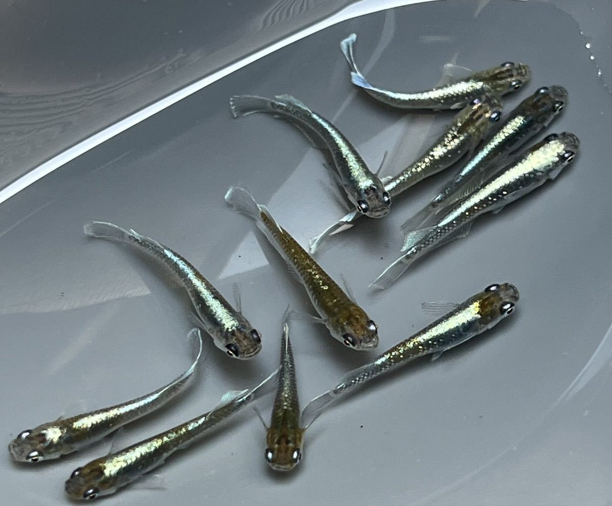 【琴音メダカ】　レッドクリフダークタイプ③ 11匹　雄4雌7匹　現物出品