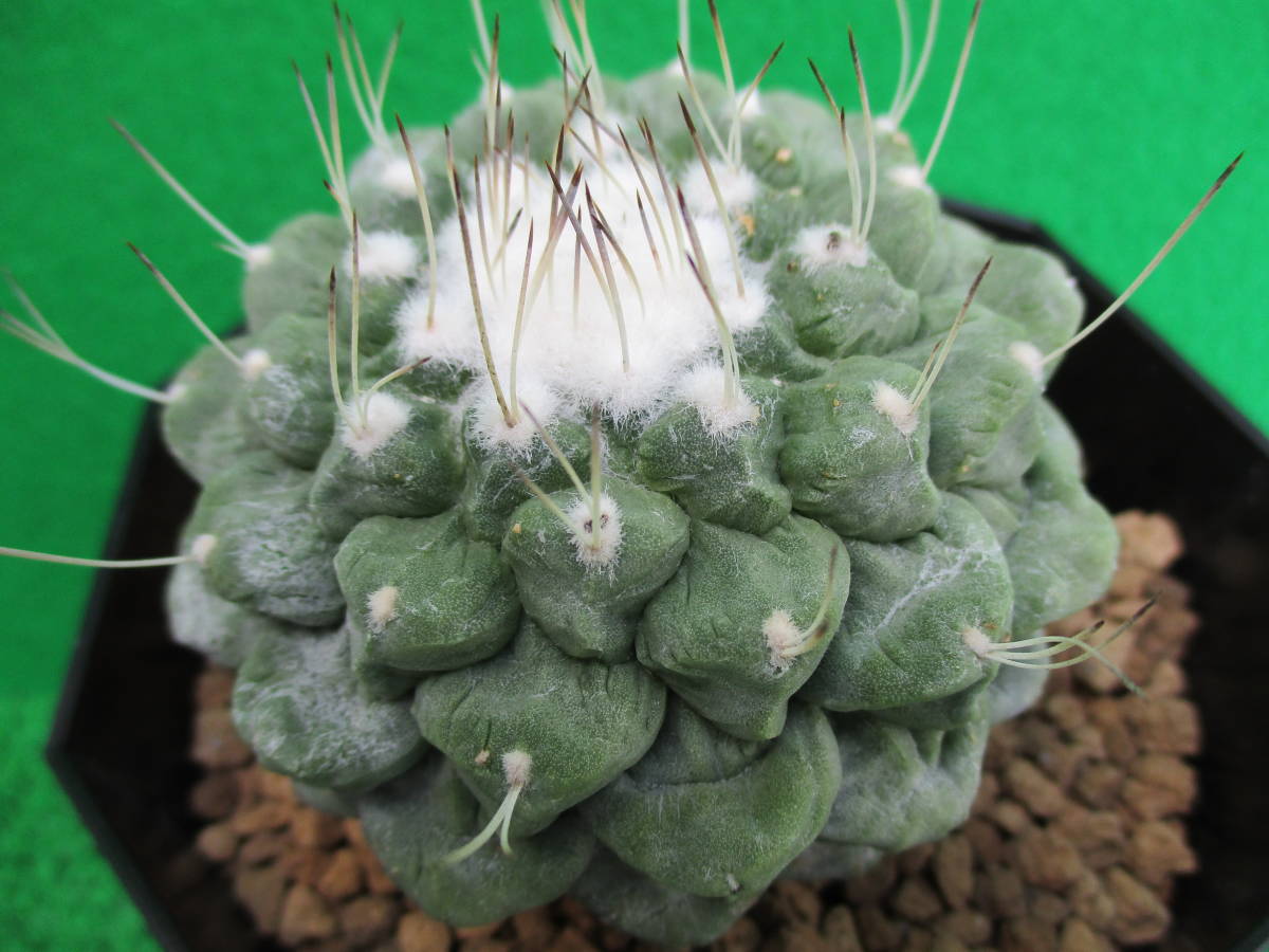 サボテン 大疣菊水 実生 W6.8cm サボテン 実生 大疣菊水 実生*幅 菊水