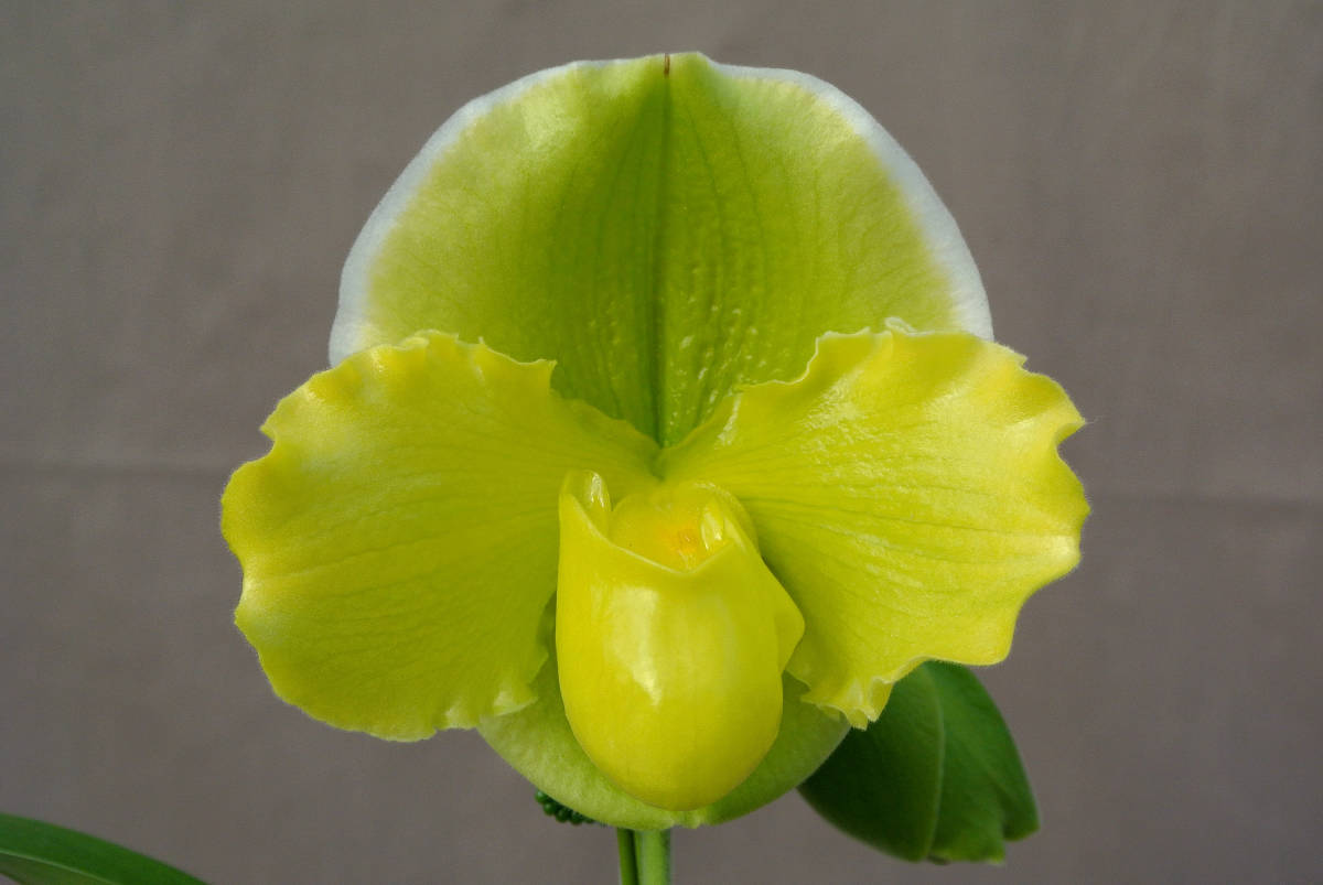 Tsukuba Paph. Sunshine OS3184 最新整形パフィオ (Tsukuba 鉢植え